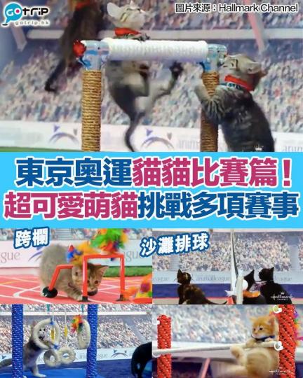 東京奧運貓貓篇！其實奧運並非只是人類界盛事，貓貓界亦有屬於自己的奧運會！
🐱...