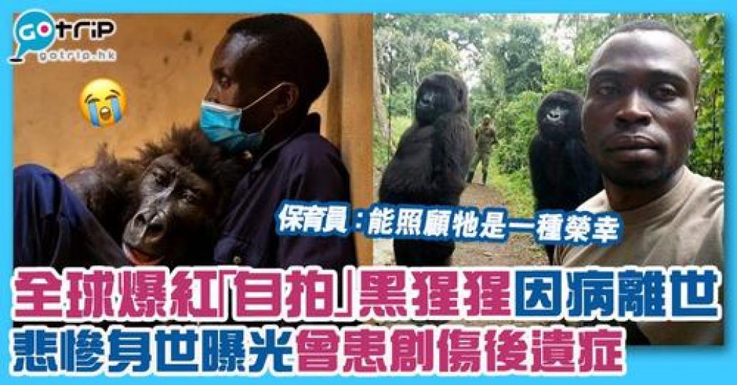 冇諗到咁識擺Pose的猩猩原來經歷咗呢啲...