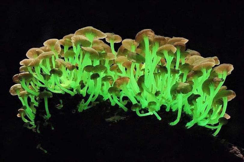 惊艳“夜光”菇！ 巴西雨林中發現的熒光蘑菇。...