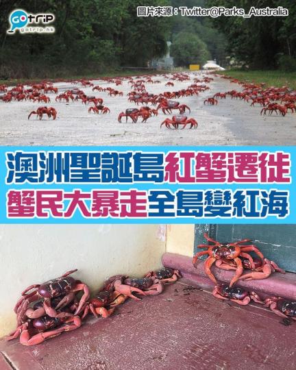 聖誕島是澳洲位於印度洋東北部的外島領地，每年10至11月，島上嘅幾千萬隻紅蟹都會遷徙到海岸繁殖後代...