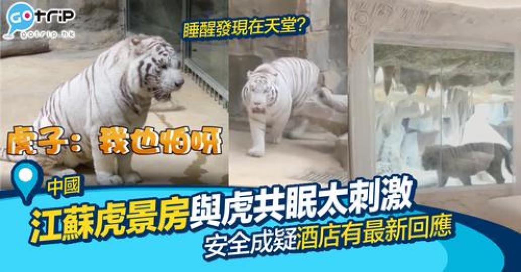 嚟緊就係虎年，唔知大家又會唔會想挑戰一下「與虎同眠」...