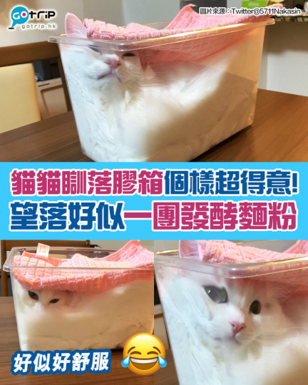 依隻貓貓真係好可愛......