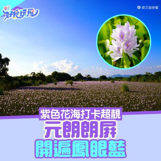 又到鳳眼藍花開季節，最近有網民就捕捉到元朗鳳眼藍花海美景...