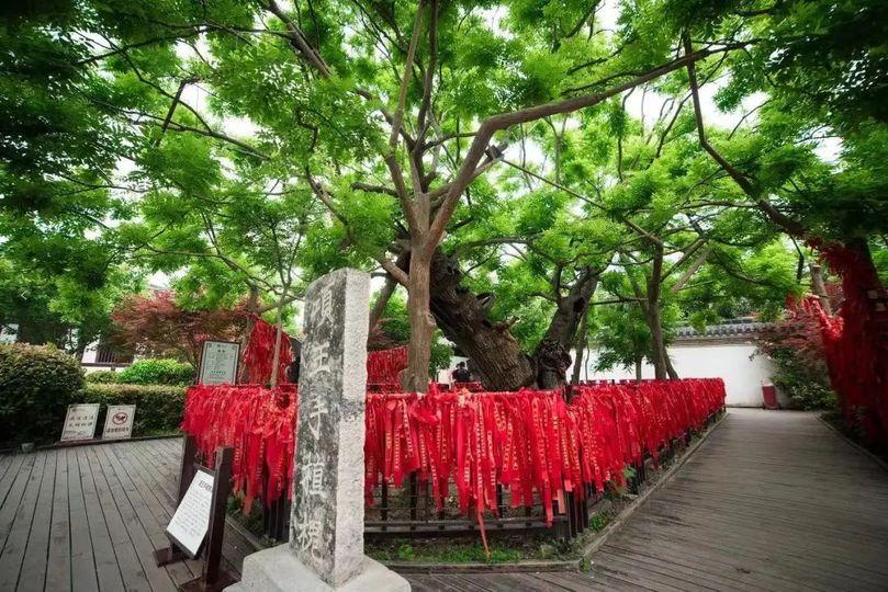 相傳項羽16歲離鄉時親植了這棵槐樹，寓意懷鄉之意...