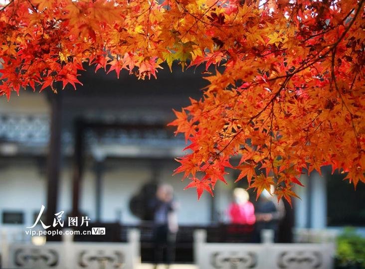 江蘇揚州：「楓景」醉遊人......