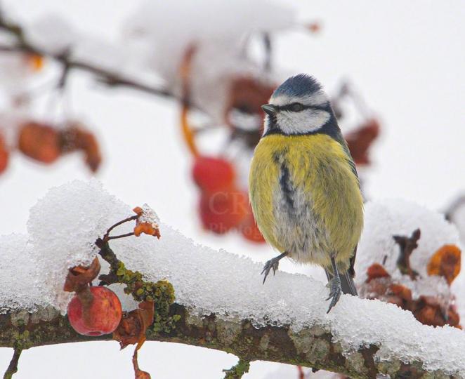 Blue Tit on Crab Apple Tree (UK)...