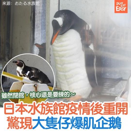 一隻企鵝變成大隻仔.....