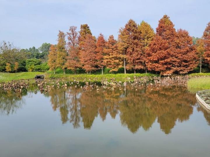 香港濕地公園觀賞紅葉落羽松，蘆葦叢美景...