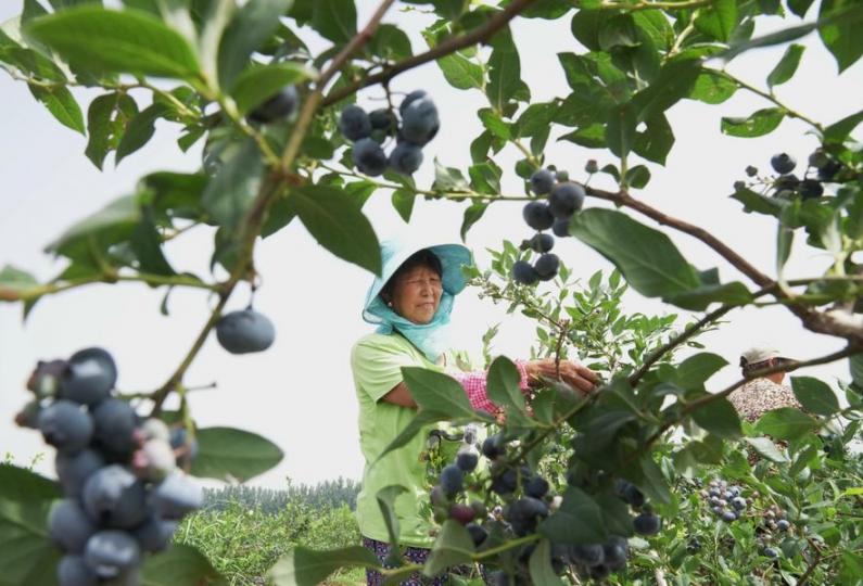 In Luanzhou, Hebei province, over 1,000 acres of blueberries have entered the harvest season... In Luanzhou, Hebei province, over 1,000 acres of blueberries have entered the harvest season...
