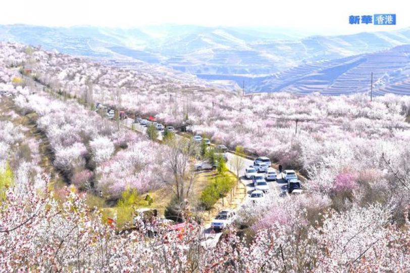 寧夏固原：梯田花海引遊人......