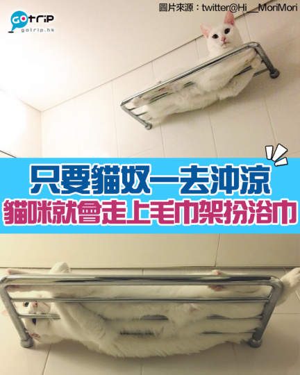 有位日本網民指屋企嘅白貓，每次係佢去沖涼個時，就會自動自覺走到浴室嘅毛巾架瞓低，好似扮浴巾咁，超搞笑...