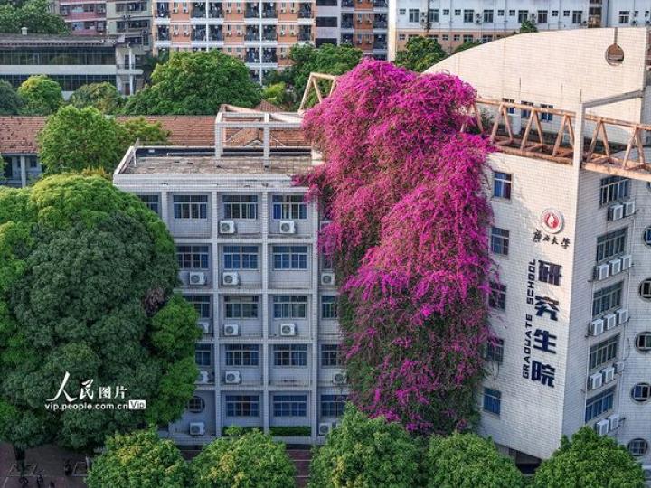 廣西南寧：大學現30米高巨型...