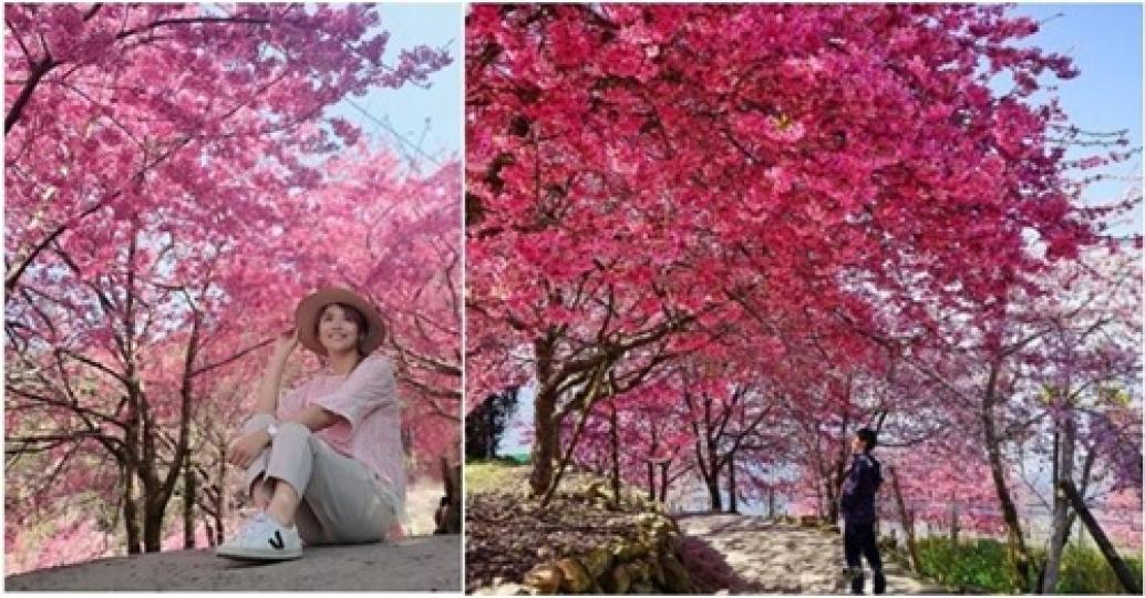 超佛心免收費！別錯過最美花期...