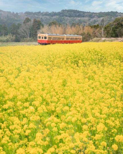 行經黃黃的可愛油菜花田，一旁的小火車彷彿呼應這一切的輕鬆自在...