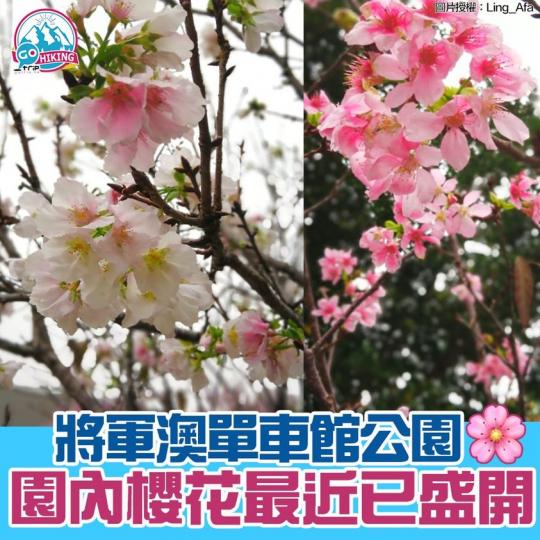 香港賞花地點及大約日期：https://www.gotrip.hk/48456/...