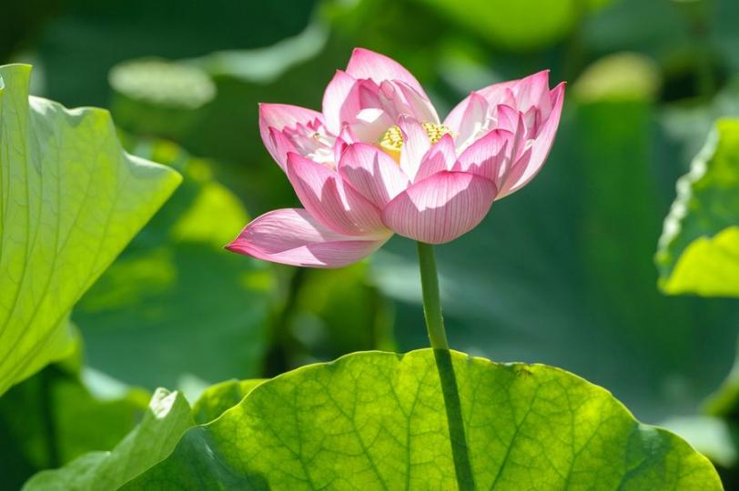 【夏日賞荷】吳秉益、留榮鋒／攝...