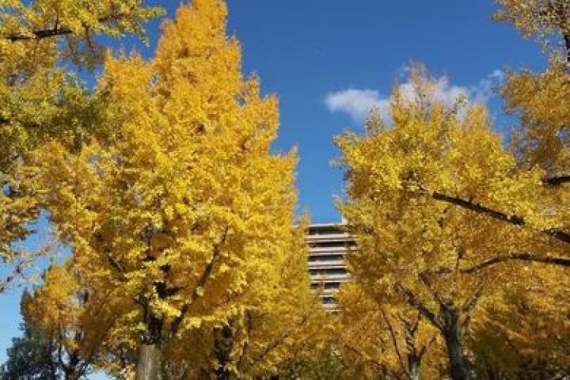 熊本銀杏真係好靚......