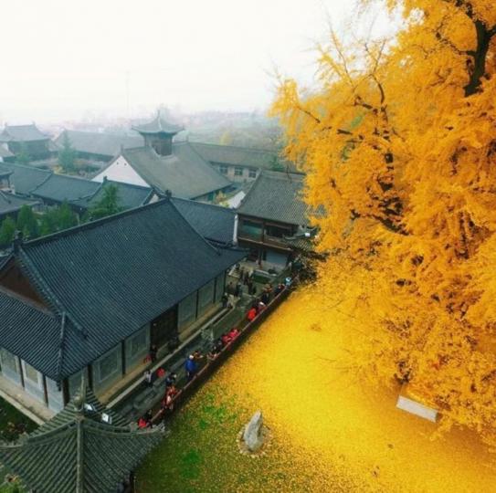 西安羅漢洞村觀音禪寺內有一棵千年銀杏樹...