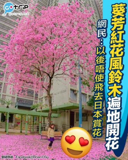 3-4月正值紅花風鈴木盛開時期...