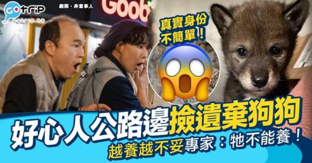 美國有好心人喺公路邊執到一隻幼犬...