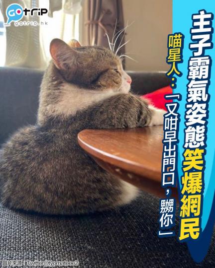 話說有一隻來自日本嘅貓貓，坐姿極霸氣...
