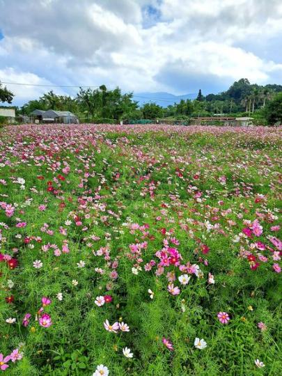 錦田鄉村俱樂部，波斯菊花海...