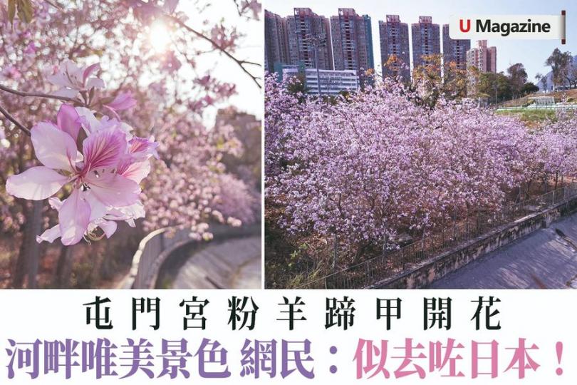 屯門小河邊嘅宮粉羊蹄甲...