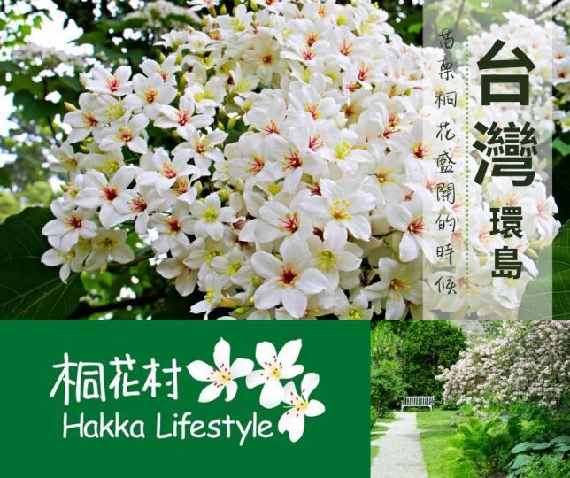 全台最美油桐花
💐青春綻放#台灣環島...