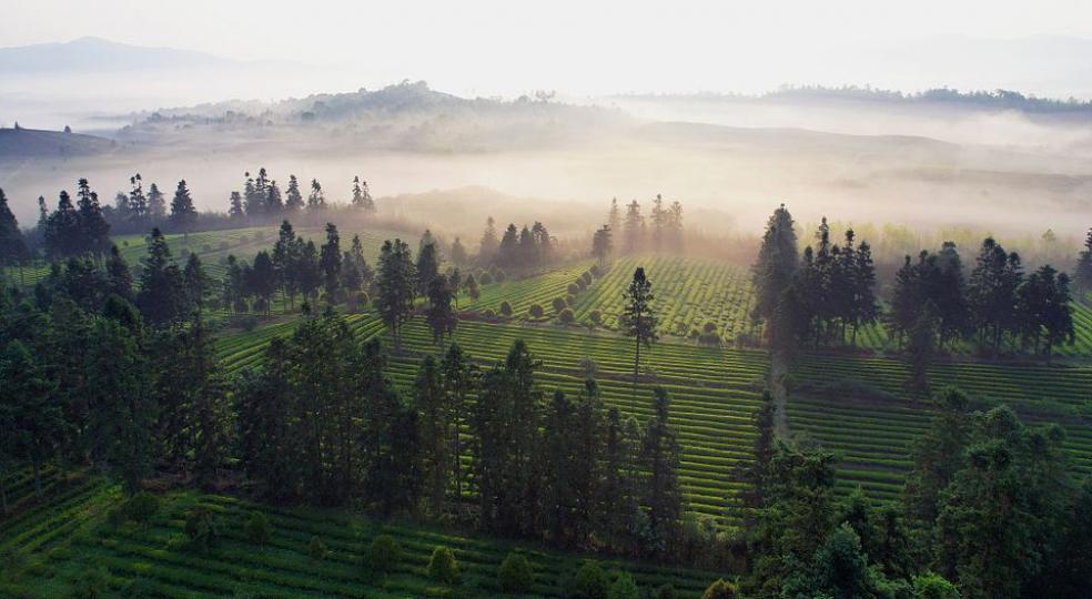The air is filled with the fragrance of lush tea leaves in Fuliang...