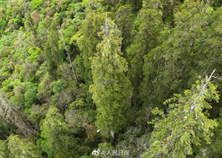 亞洲第一高樹有多高？......