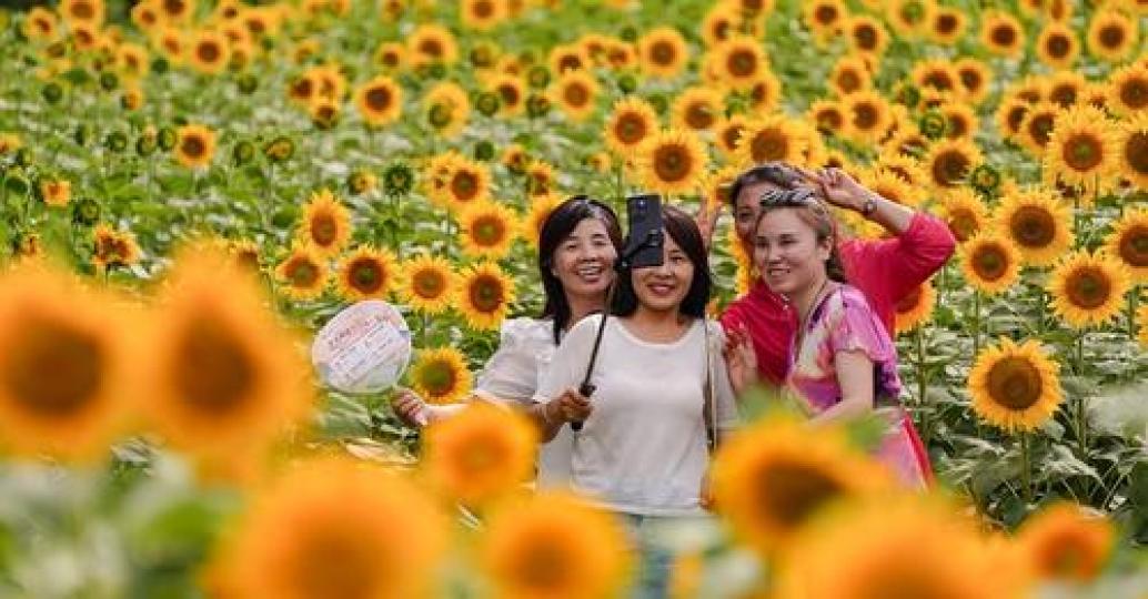 The magnificent #sunflower field at Olympic Forest Park in #Beijing has entered its prime viewing se... The magnificent #sunflower field at Olympic Forest Park in #Beijing has entered its prime viewing se...