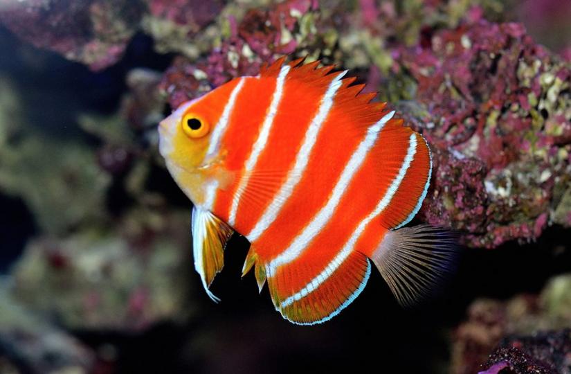 紅薄荷神仙魚
它外觀紅白黃相間條紋
色彩十分獨特,它是肉食
性魚類,棲息在陡峭礁石
的深水洞穴,是極之難活
捉到,因爲稀少價格十分
昂貴。...
