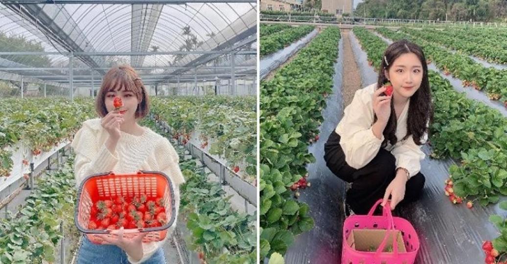 甜甜的草莓季又來啦......