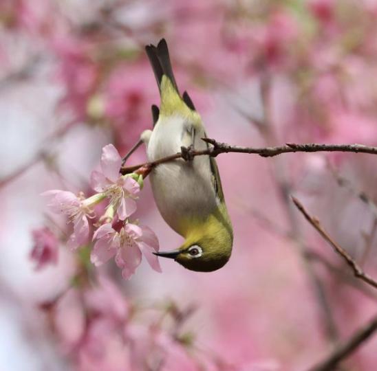 赤鱲角櫻花園........