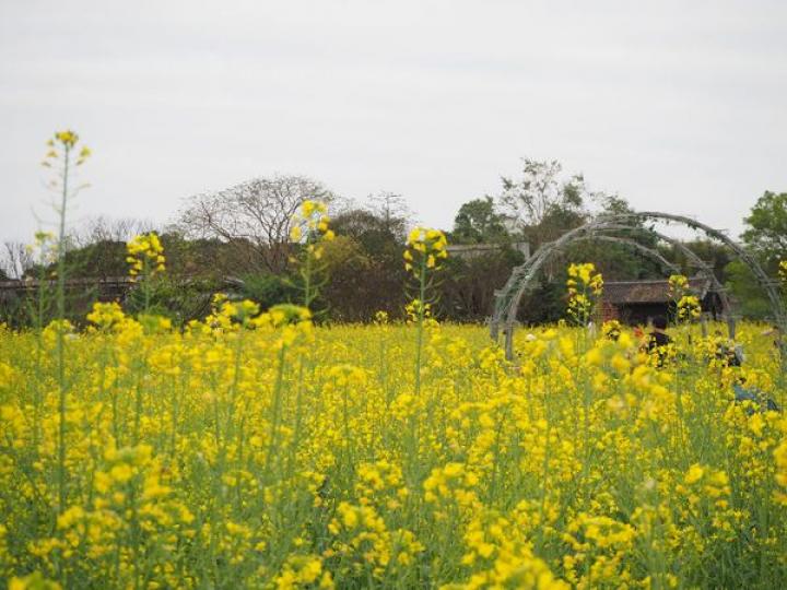 福田口岸打車前往觀瀾版畫村看油菜花田...