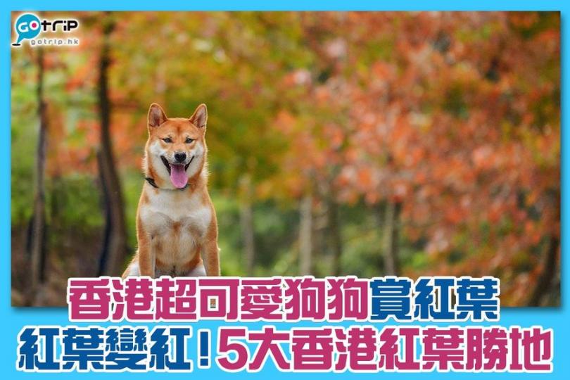 狗狗好可愛啊，啲相都影得好靚！...