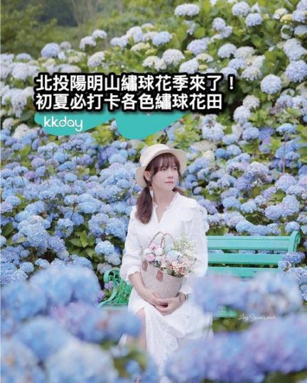 北投陽明山期間限定繡球花季來了...