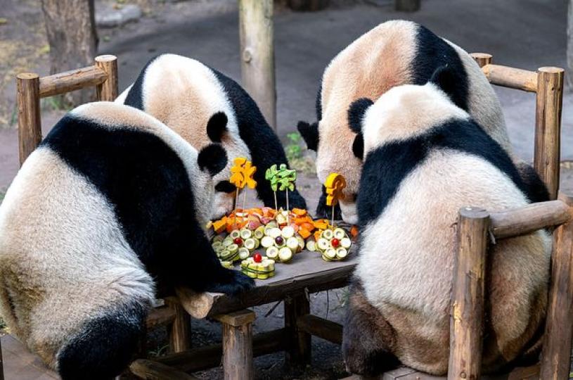 Pandas celebrating Mid-Autumn Festival in style...