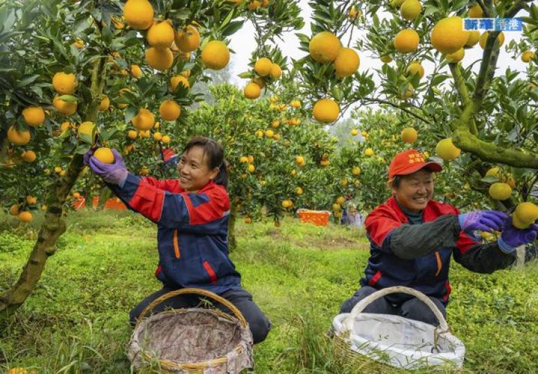 「早紅」臍橙采銷忙......