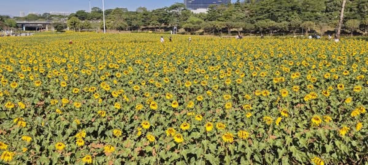 光明樓村湿地公園可免费看太陽花...