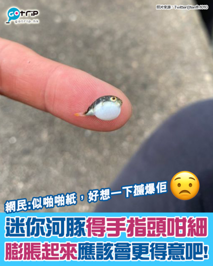 該日本網民出面回應表示自己影相有留意情況，伸入水中減低手部溫度，保持手上濕潤，最大限度減低對魚的傷害，不過如非必要，還是不要隨意將水中生物帶離水面吧...