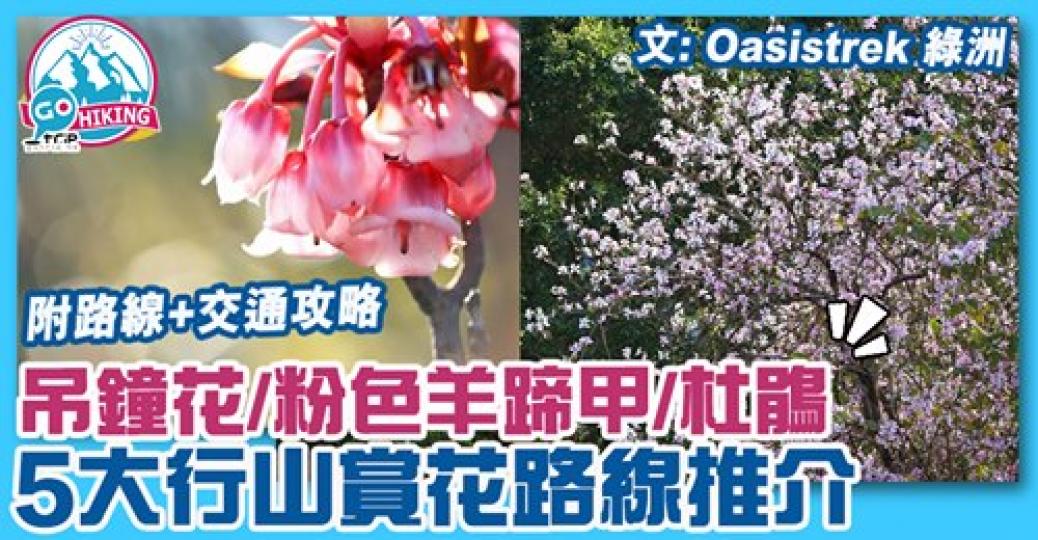 吊鐘花形狀好得意！行山得嚟仲可以賞埋花，詳情： https://www.gotrip.hk/323055/...