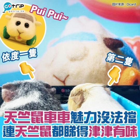 有台灣網民喺Dcard分享自家女朋友養嘅天竺鼠，喺度睇緊天竺鼠車車...