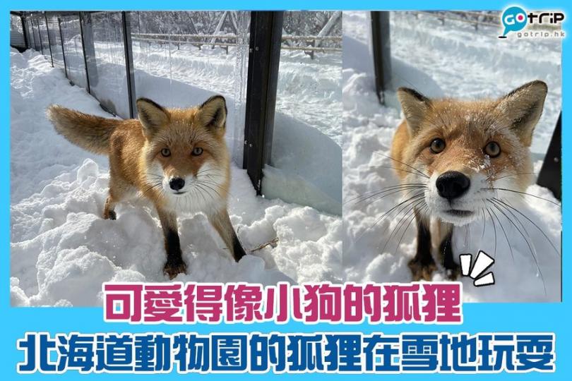 雪地上的狐狸超可愛！快點疫情完結，可以去探望牠們就好了...