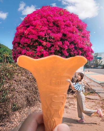 巨無霸「圓圓九重葛花樹」成為近期最夯打卡景點...