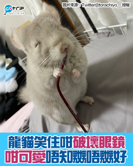 日本有一隻叫虎千代嘅龍貓，有一日佢就笑住咁破壞主人嘅眼鏡...