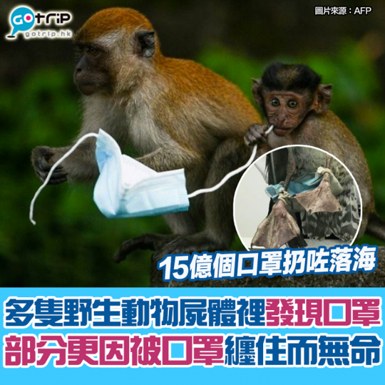 越來越多野生動物屍體裡發現口罩...