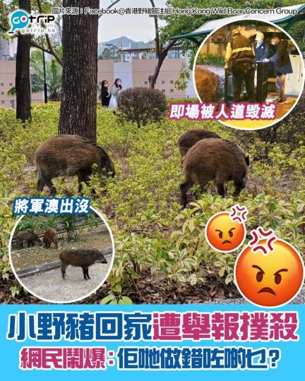 （15日）黃昏時段，有市民目擊到3隻野豬仔喺將軍澳泳池附近出現，之後打算返去山上面。...