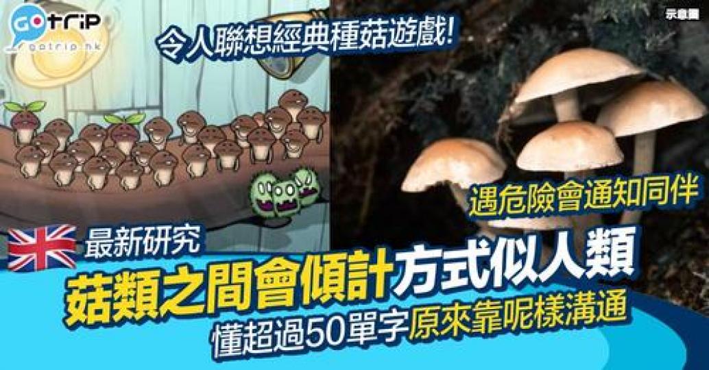 日本曾有一款種菇遊戲爆紅...