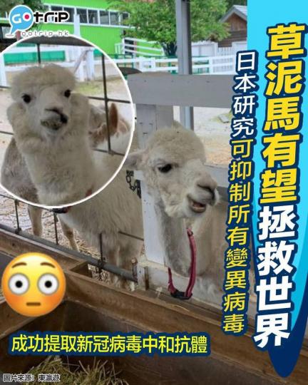 喺草泥馬身上成功抽取有效預防新型冠狀病毒所有變種病毒嘅抗體，目標係2年後製成藥物同吸入噴霧。...